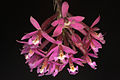 Epidendrum secundum, a common orchid at Wayqecha