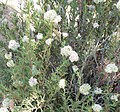 Eriogonum fasciculatum