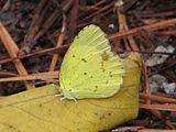 Eurema lisa (little yellow) Adult female, ventral view of wings.