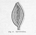 Miniatura para Spiroloculina