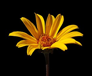 False Sunflower Heliopsis helianthoides 'Summe...