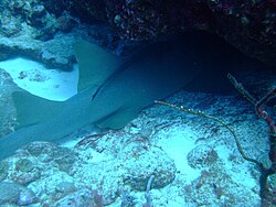 Nurse Sharks can often be seen resting in caves on the Fathom during the day. Almost 2 m long and safe from a lethal head shot from a fisherman.