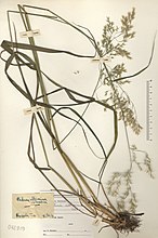 Herbarium exemplaar