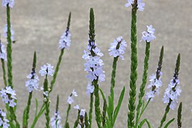 Narrowleaf vervain