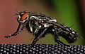 Fly Macro (20930178386).jpg