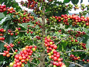 Red Catucaí Coffee, a variety of Coffea arabica, maturation in different stage, Matipó City, Minas Gerais State, Brazil