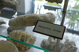 Herpolitha limax (Art aus der Familie der Pilzkorallen)