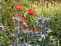 saam met Eryngium bourgatii