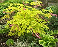 Lamprocapnos spectabilis 'Gold Heart'