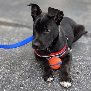 Black and white puppy laying on asphalt, wearing a red harness with a blue leash and holding an orange and blue ball between his paws