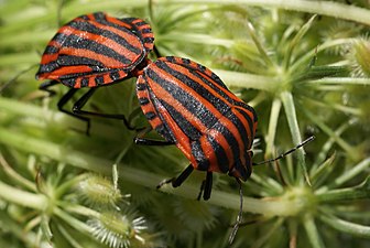 Ploșnița vărgată a umbeliferelor (Graphosoma lineatum)