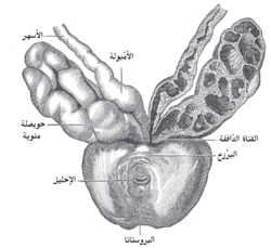 مشهدٌ أماميٌ علويٌ تظهر فيه الحويصلة المنوية بالقرب من البروستاتا.