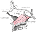 Parete mediale della cavità nasale sinistra, che mostra il vomere in situ.