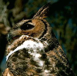 Great Horned Owl.USFWS.jpg