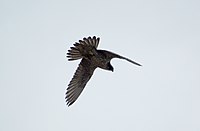 Gyrfalcon (falco rusticolus) in flight.jpg