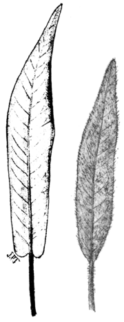 Bladeren van de Veenwortel (Polygonum amphibium)