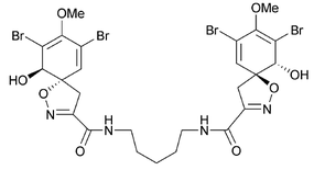 Homoaerothinine.png