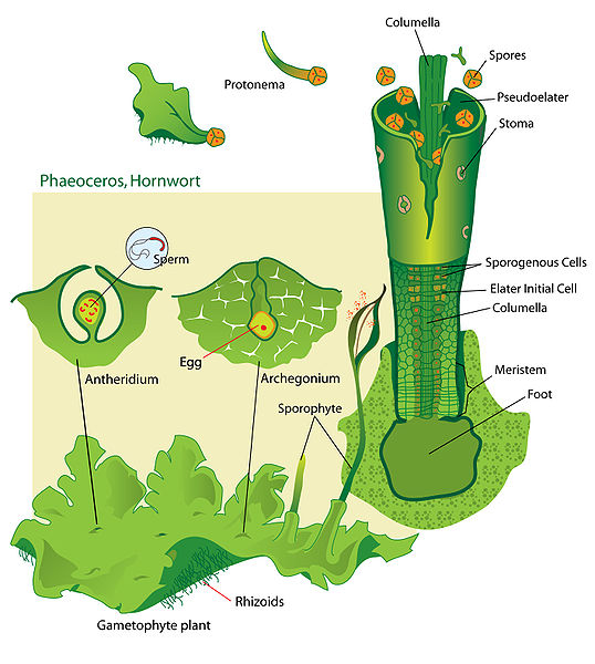 538px Hornwort structures