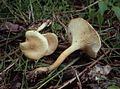 Hygrophoropsis macrospora