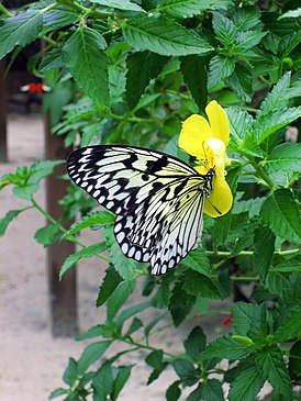 Ideopsis juventa