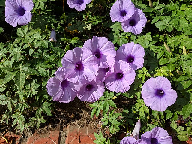 plusieurs fleurs violettes