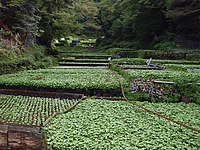 Izu city, Ikadaba, Wasabi fields 20111002 C.jpg