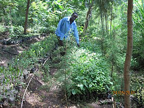 Kerio Valley tree nursery.jpg