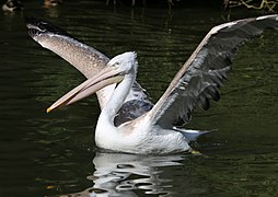 Un juvénile au zoo d'Augsbourg.