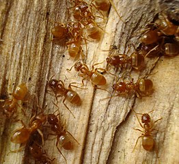 Lasius umbratus queens seek out an L. niger worker, kill it to gain the its scent and then discreetly sneak inside its nest to kill the L. niger queen; the workers will care for the new queen's larvae and slowly the colony will become one of L. umbratus.