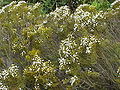 Leptinella dioica1. jpg