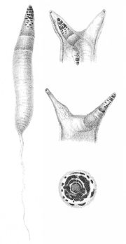 Miniatura para Leucochloridium paradoxum