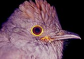 Chestnut-capped piha