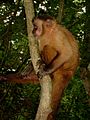 Macaco Prego (Sapajus libidinosus) em mata ciliar, (2009)