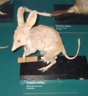 English: This is a stuffed specimen of the ext...