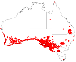 Description de l'image Melaleuca lanceolata Distribution Map1.png.