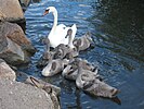 Seite 24: File:Mute swan-kyhmyjoutsen in Roihuvuori.jpg Autor: Arto Alanenpää Lizenz: CC BY-SA 3.0