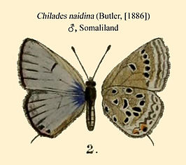 Chilades naidina