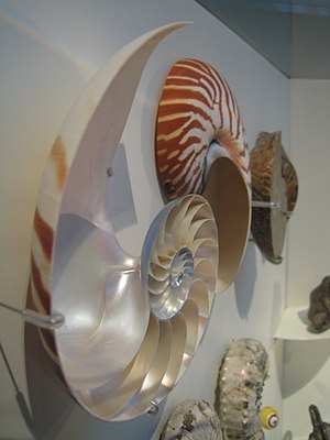 Nautilus shells in Cosmocaixa, Barcelona
