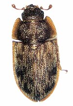 Miniatura para Lophocaterinae