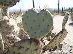 Opuntia Cactus Heart.JPG