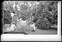 Orange fruit pickers, Santa Ana, Orange County, California c. 1900 (California Historical Society collection at USC Libraries, CHS-154)