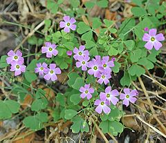 Description de l'image Oxalis rosea - Flickr - Dick Culbert.jpg.