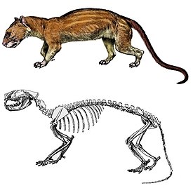 Oxyaena lupina, реконструкция и скелет