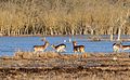 Im Feuchtgebiet Padule di Bolgheri (Damwild)