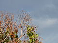 Graukopfsperling Grey-headed Sparrow