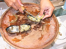 Removing a pearl from a pearl oyster Pearl Oysters.jpg
