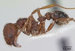 Pogonomyrmex angustus