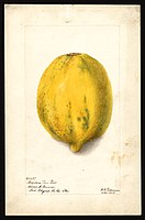 Image of papayas (scientific name: Carica papaya), with this specimen originating in Fort Myers, Lee County, Florida, United States. (1903)