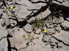 Potentilla versicolor in the Steens Mountain Wilderness