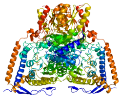 Protein PDHA1 PDB 1ni4.png